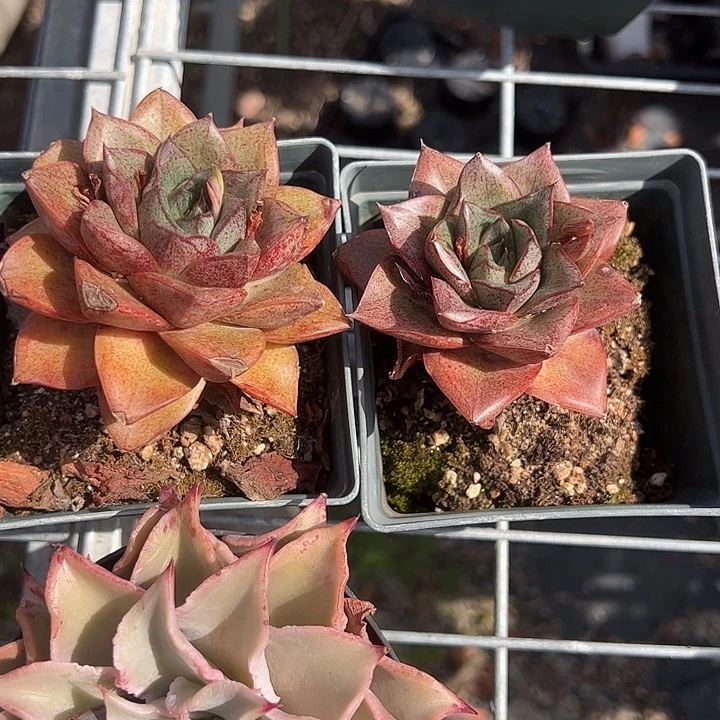大合金多肉植物精品