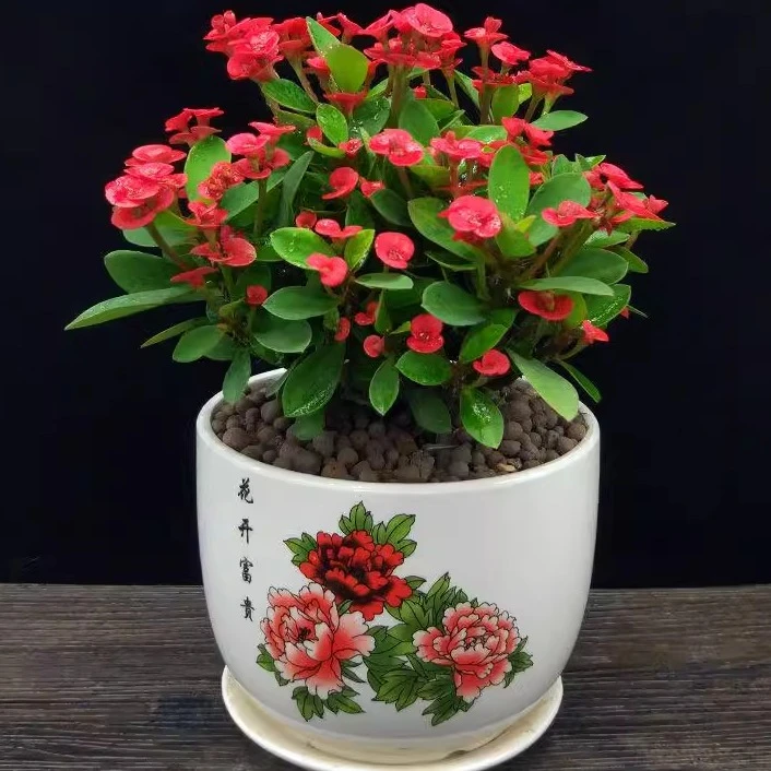 耐旱品种虎刺梅铁海棠盆栽绿植花卉植物室内花开花好养阳台高档