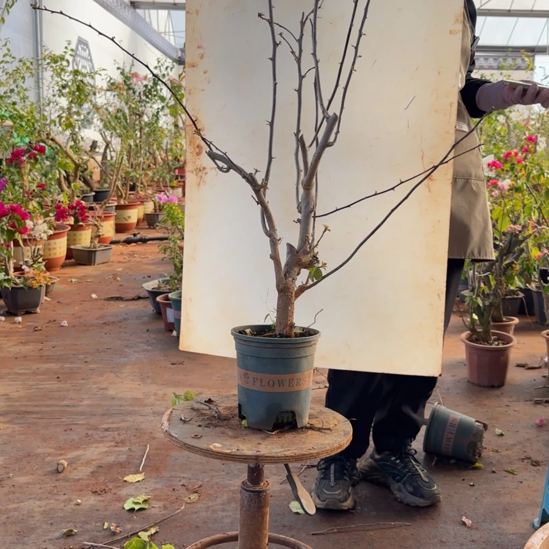 大部分开放少量花苞柠檬黄 63脱