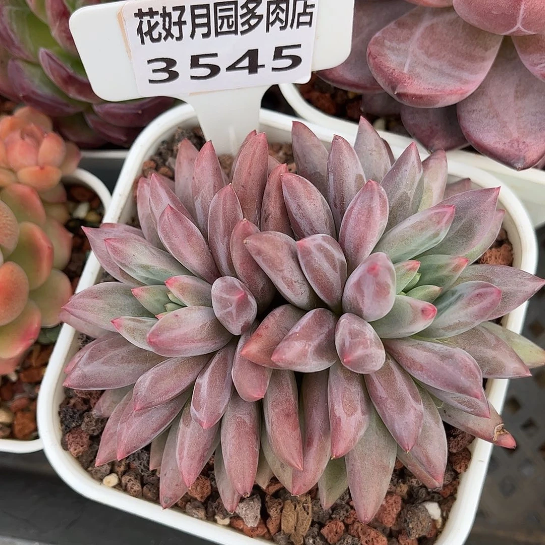 多肉植物3545 一定要拍个冷链哦