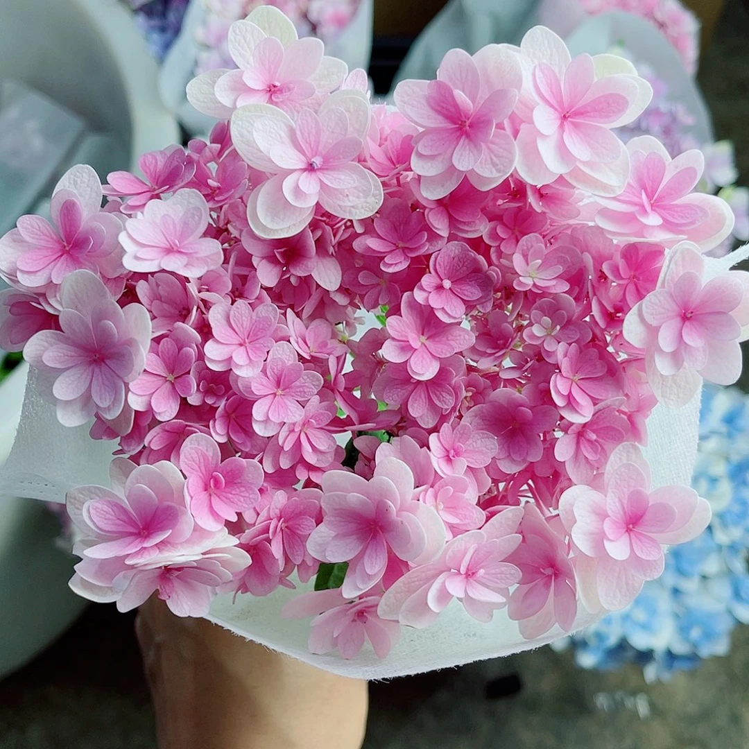 完全开放稀有绣球花194
