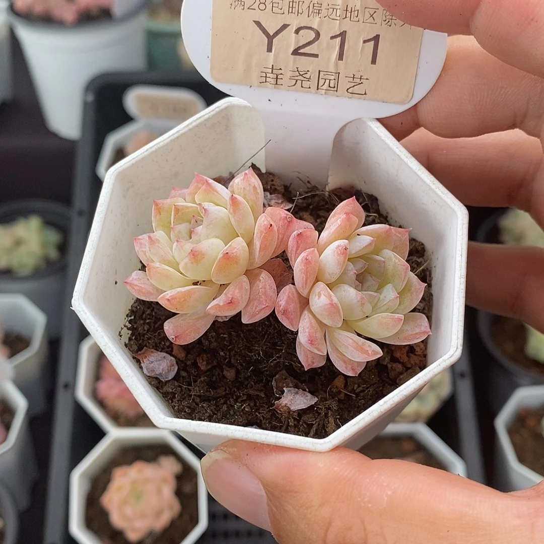 0211 5cm 醉颜 双头