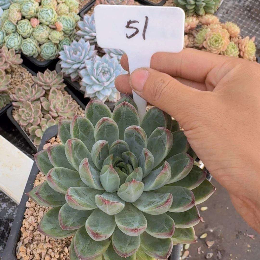 多肉植物的生长发育与生长