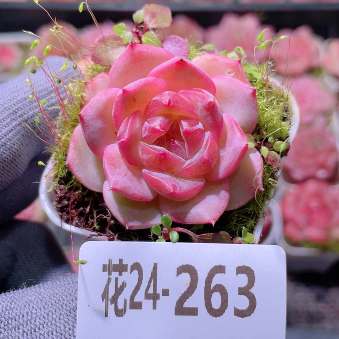 花利美24-263福利珍妮
