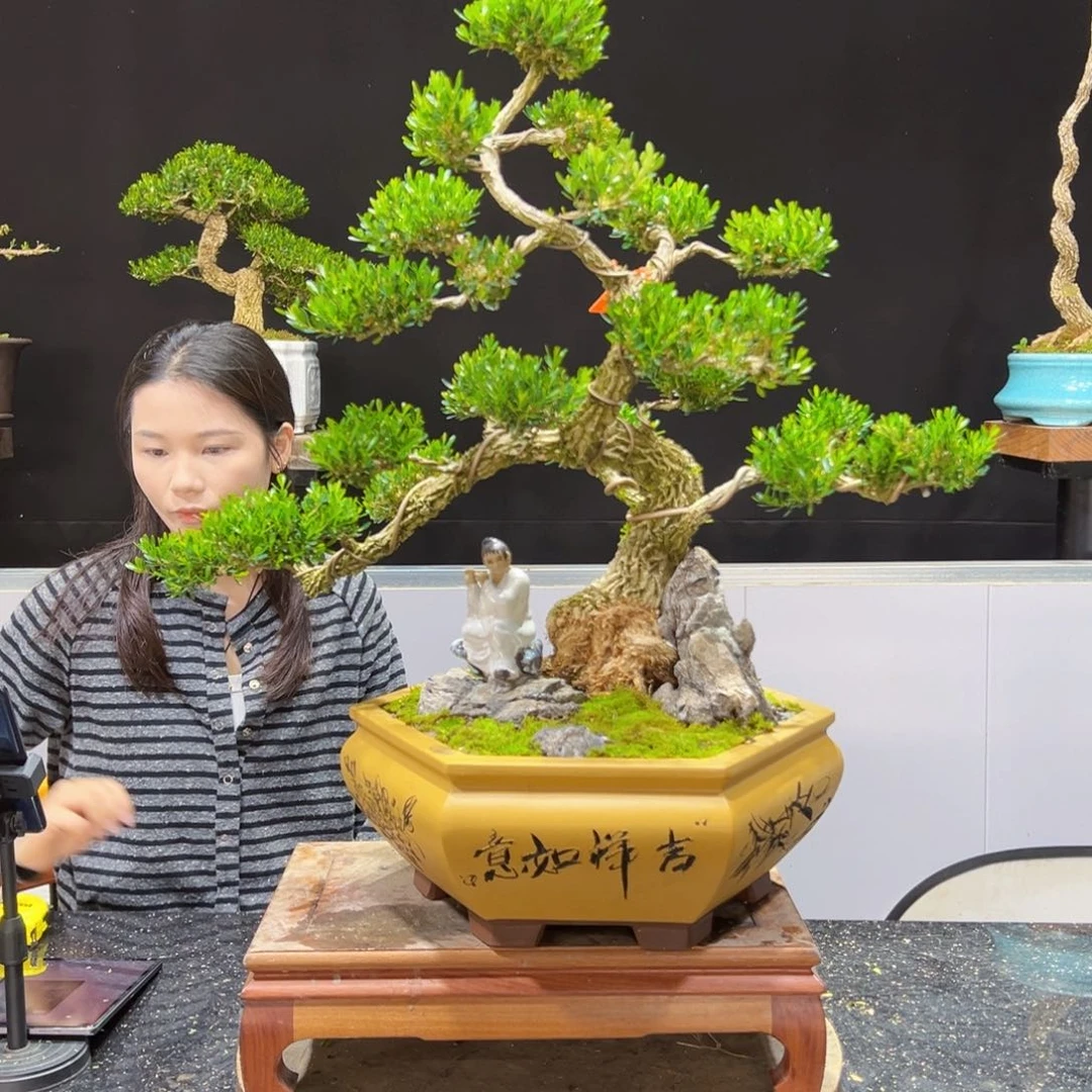 四季常青老桩黄杨盆景_*奕