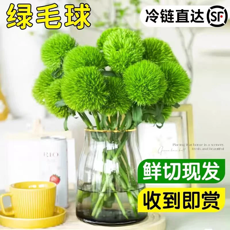 AB级绿毛球鲜花保8枝毛毛球绿石竹云南基地鲜花顺丰包邮送保鲜剂