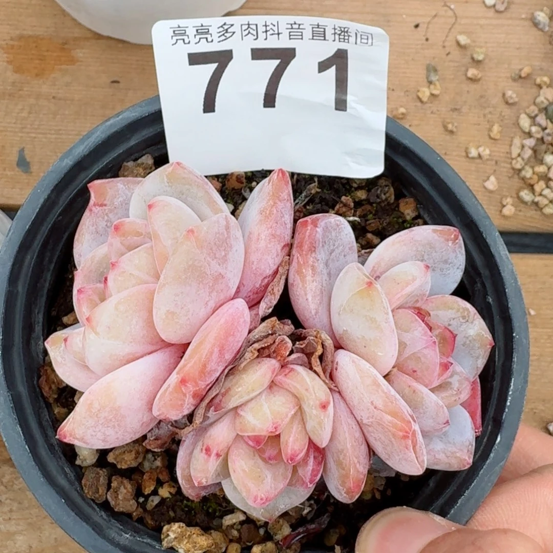 星影群生         精品多肉