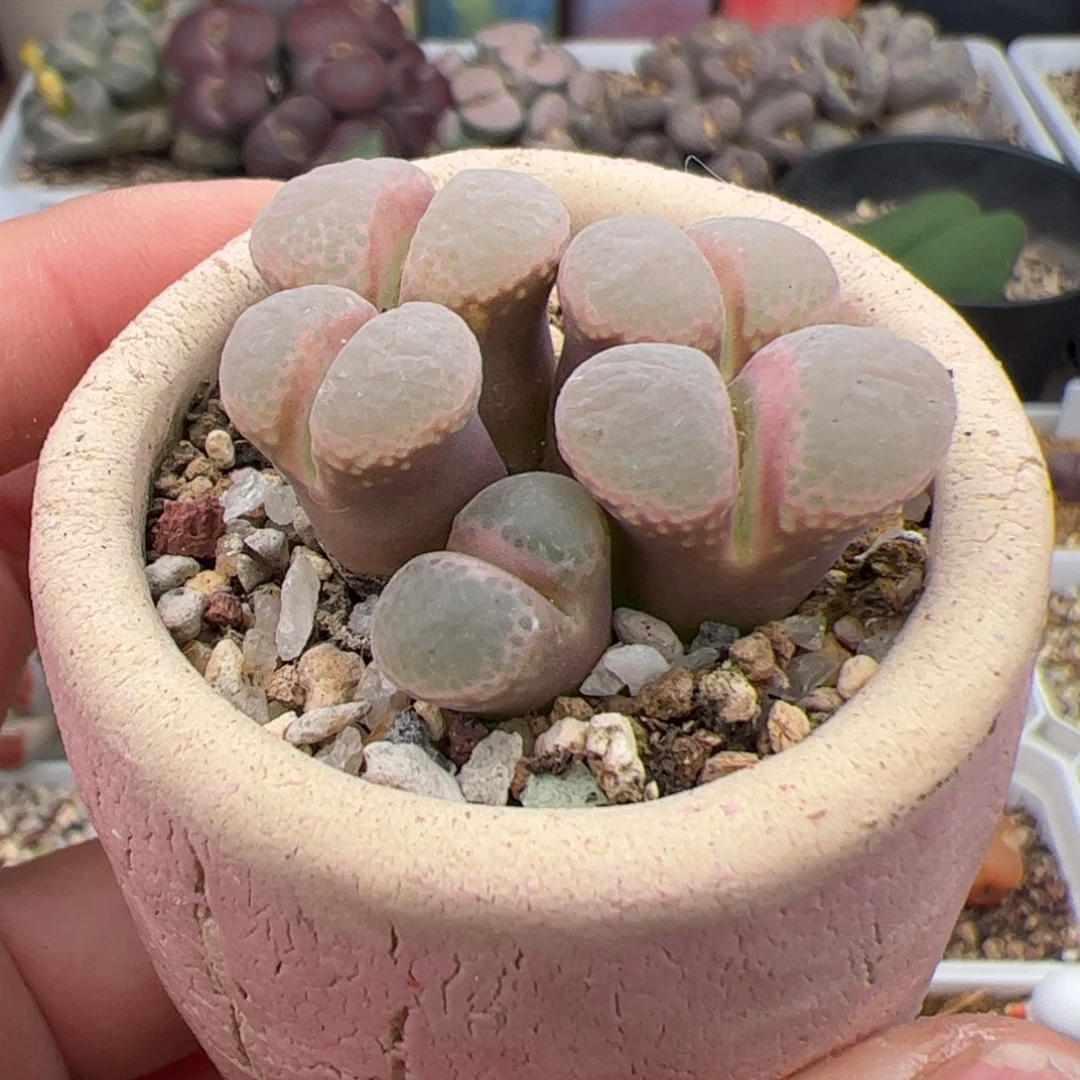 029号日本源株 多肉植物