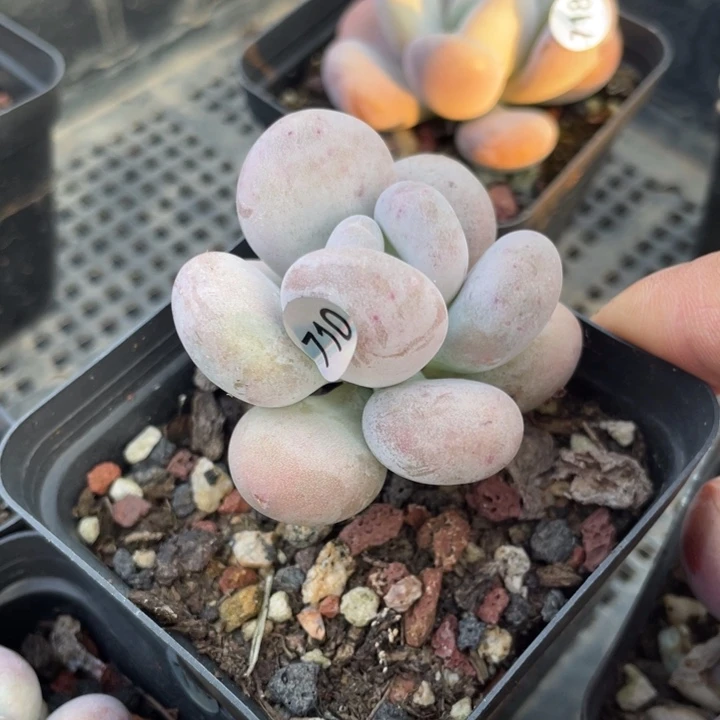 达摩奶酪多肉植物