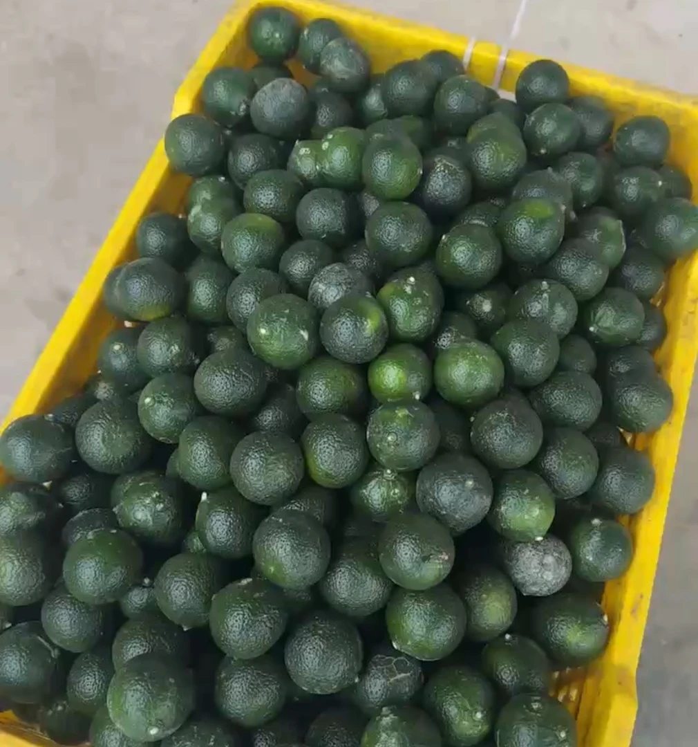 2025年小青柑，鲜果，带果肉