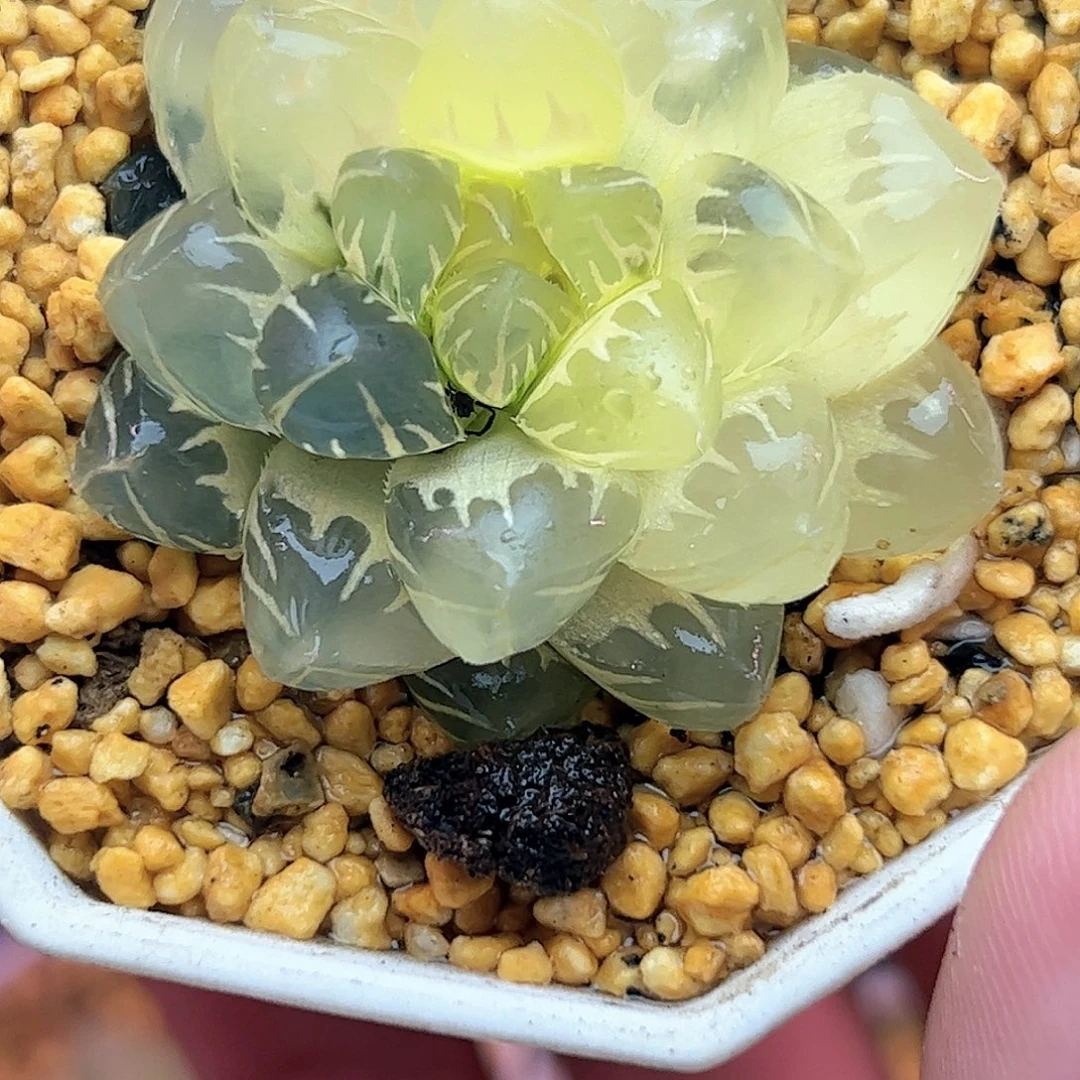 福利加糊斑水中月十二