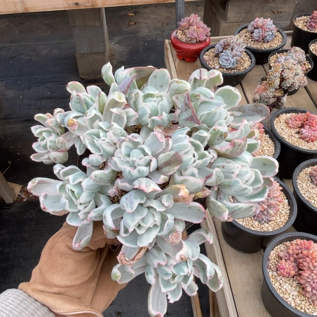 伯克利锦一物一拍