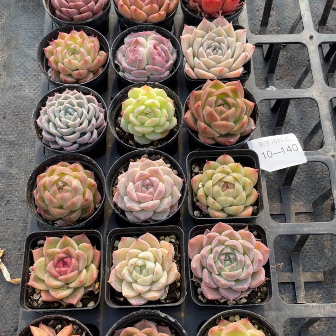 一物一拍18颗10-140