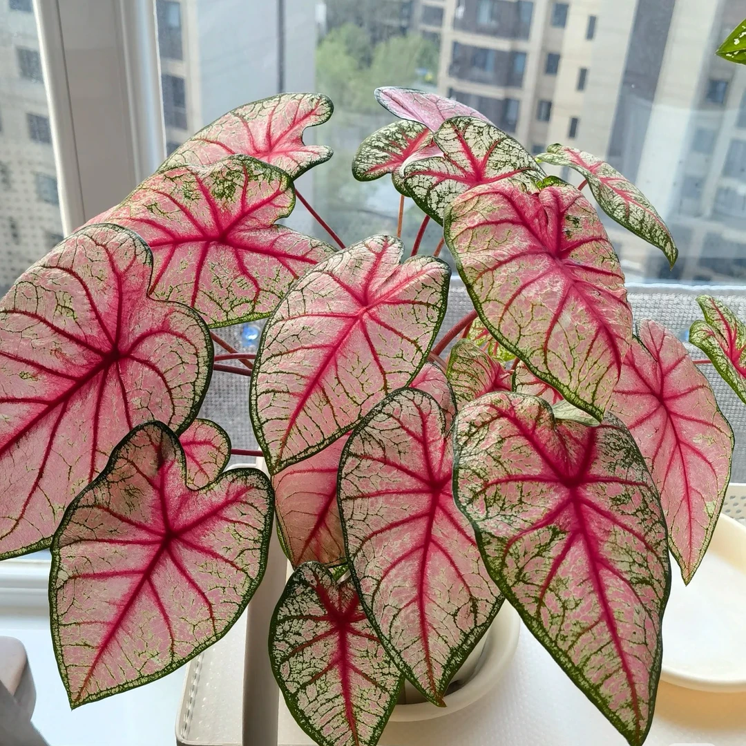 彩叶芋 粉色和声 织锦室内盆栽彩叶观叶类耐热种球多年生懒人植物