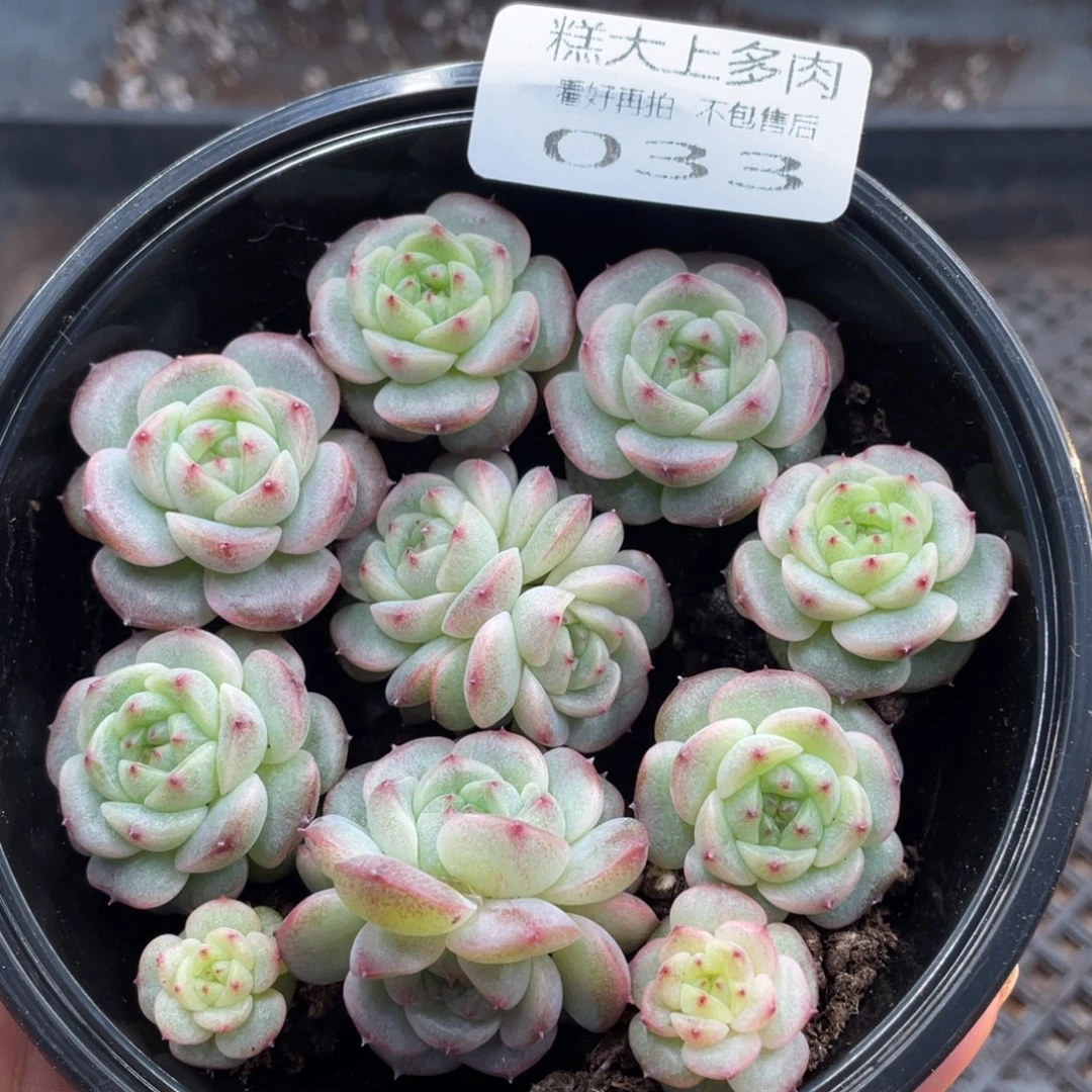 糕大上多肉植物33