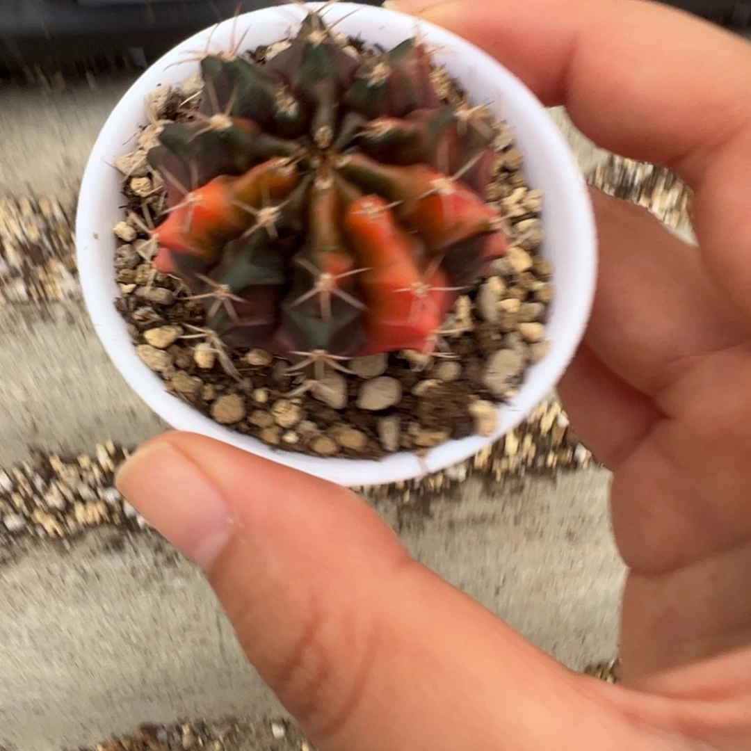 461 好看的米哈冲冲冲