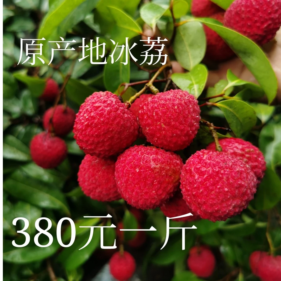 广东省内转拍】兰姐热卖【冰荔】中果现货新鲜荔枝顺丰空运2斤