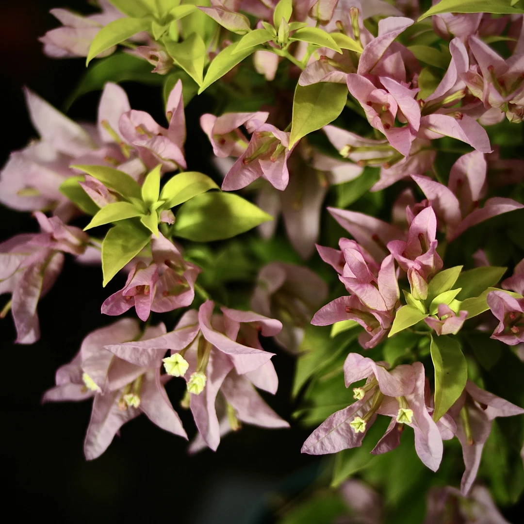 [金桃]稀有品种三角梅苗原盆袋苗勤花复花快好养易活