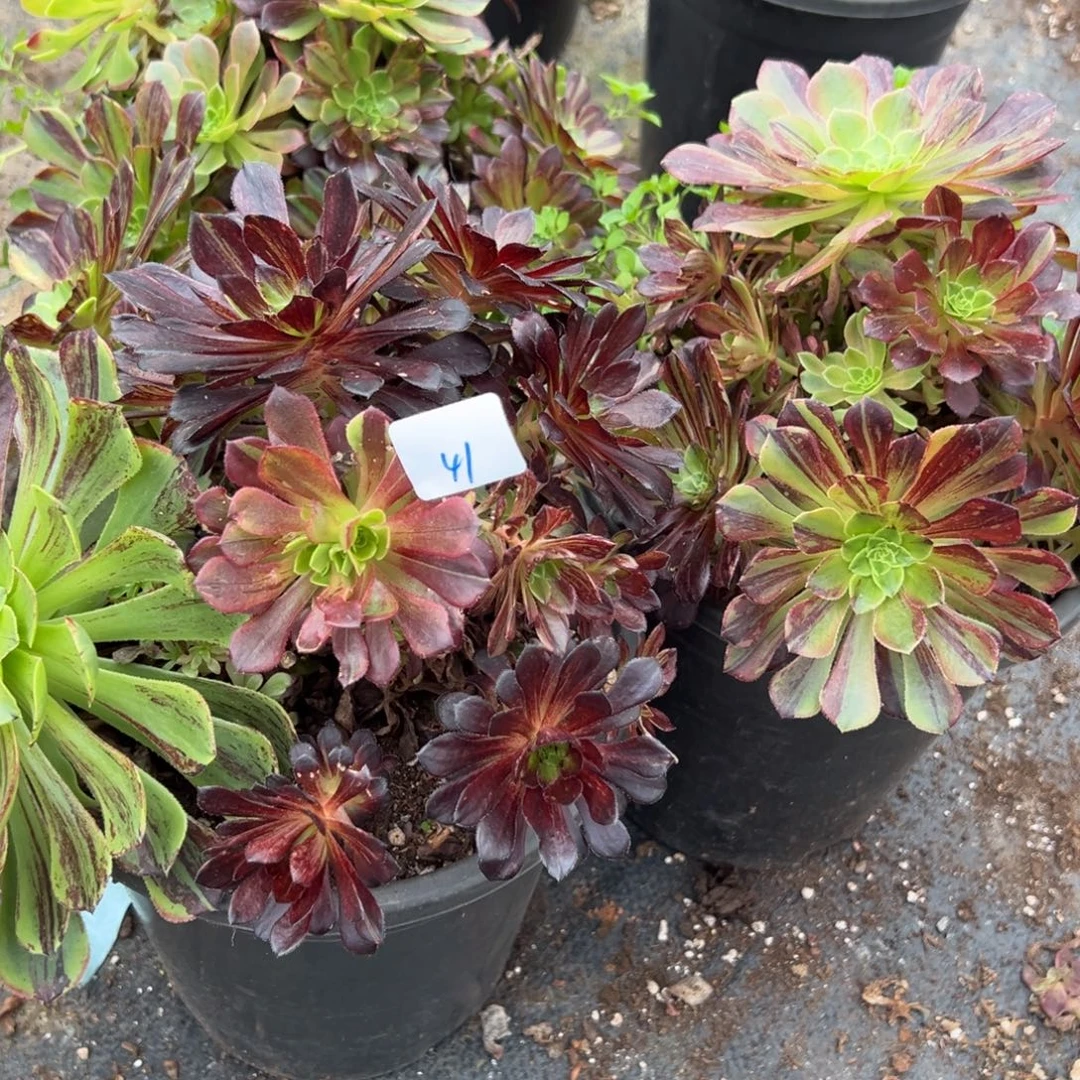 41莫兰迪母本一颗9.9多肉