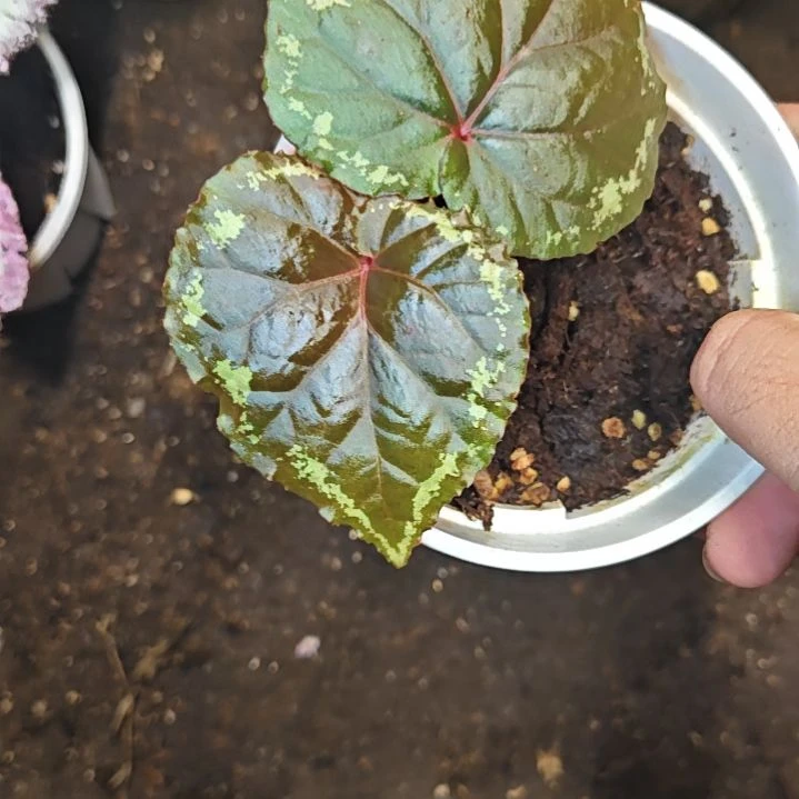 金甲之心秋海棠一物一拍