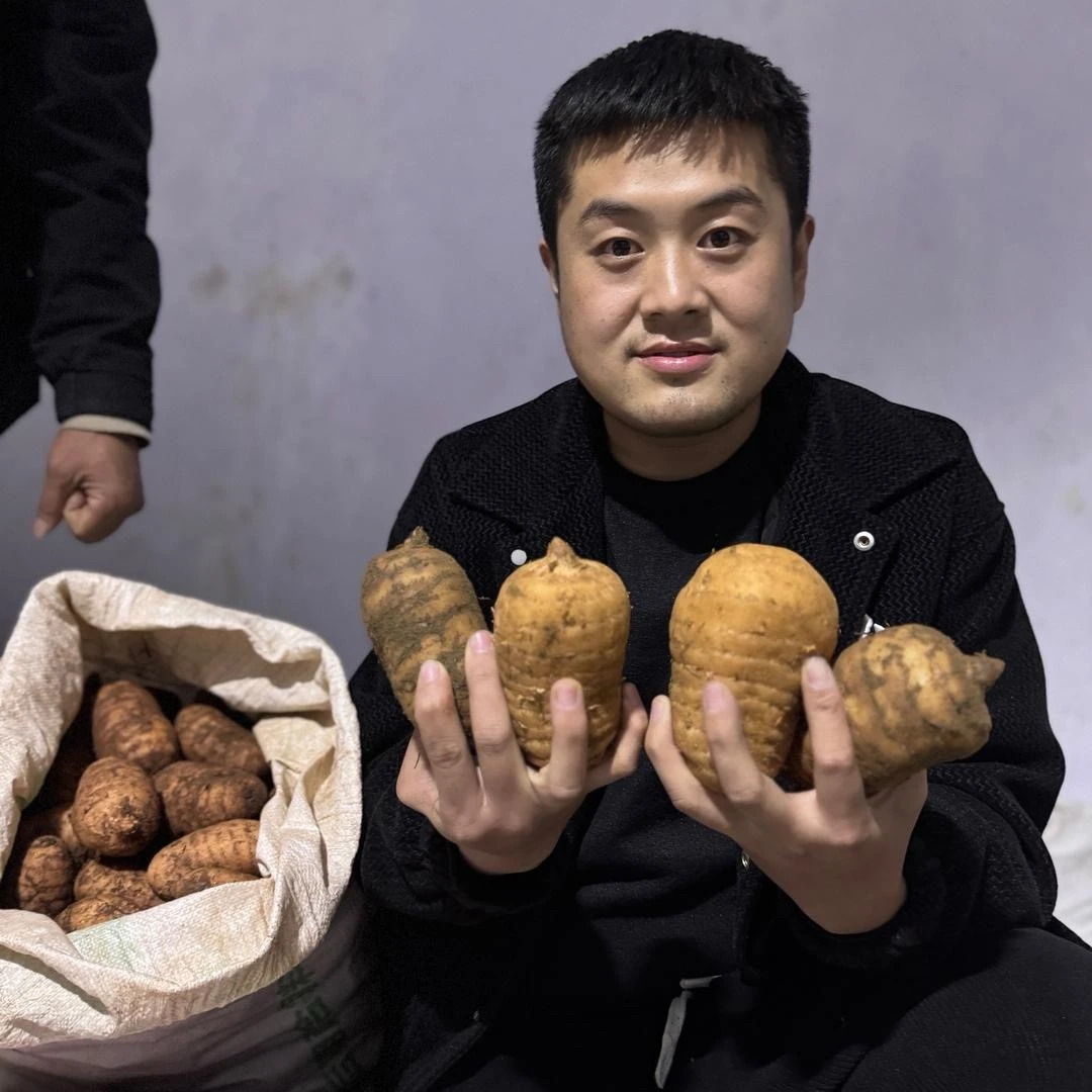 康县鲜天麻林下种植