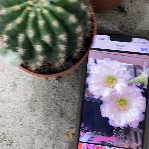 绿姬丽花，25899026894689