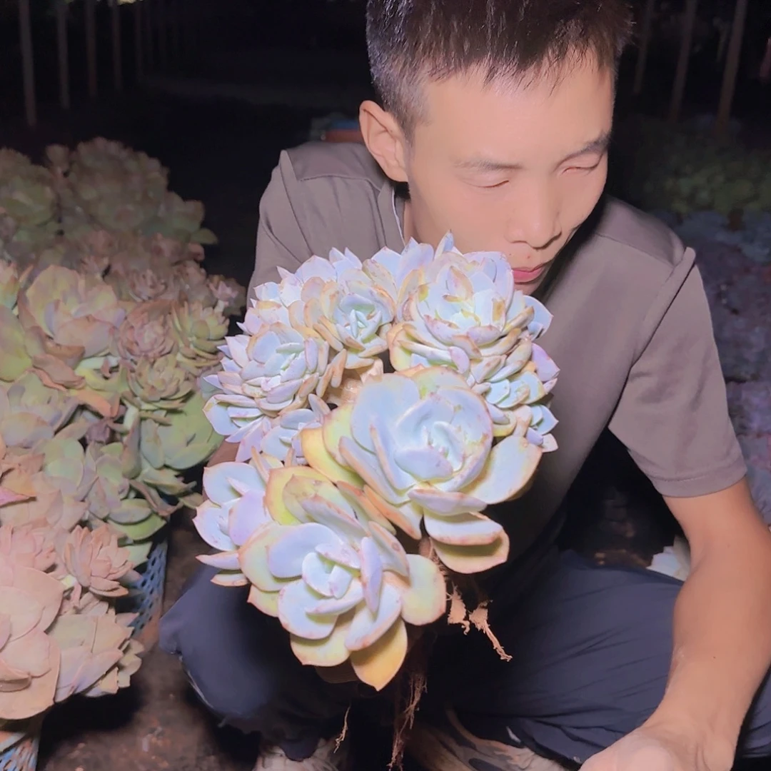 一物一拍白凤1多肉