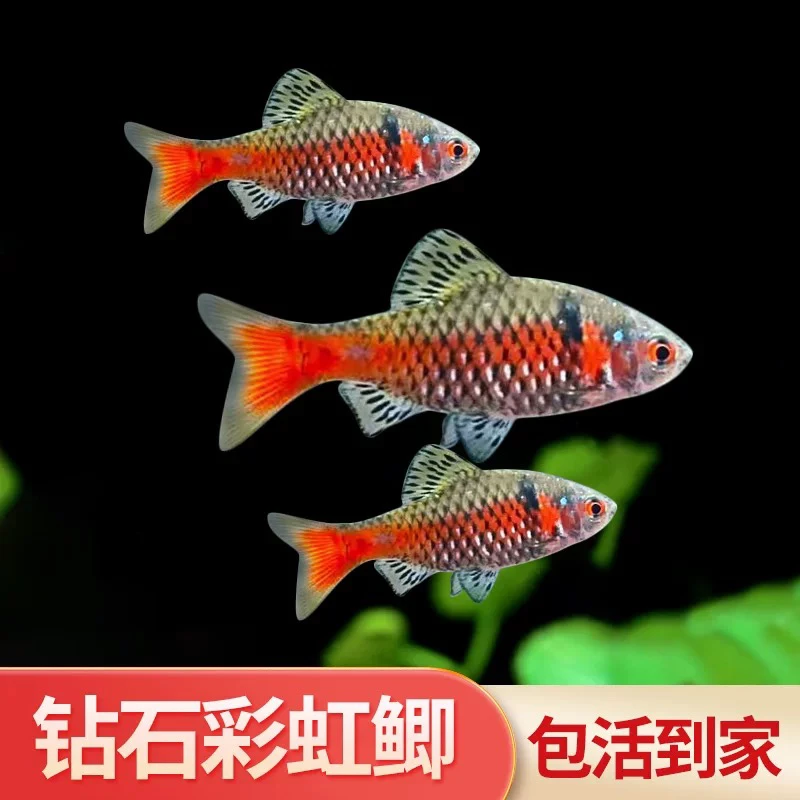 钻石彩虹鲫冷水原生观赏鱼宝石奥德萨鲃免加温群游鱼好养新手活体
