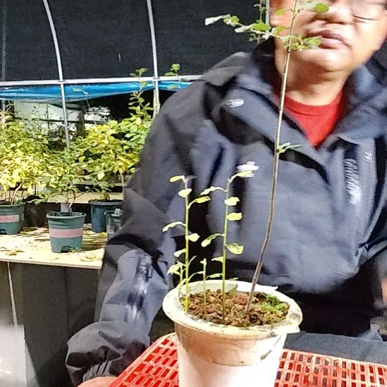 晶***月完全开放老鸦柿品种苗