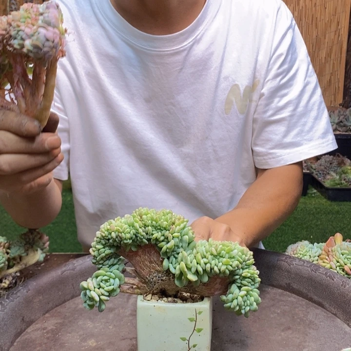 一***子956号白胖子多肉植物