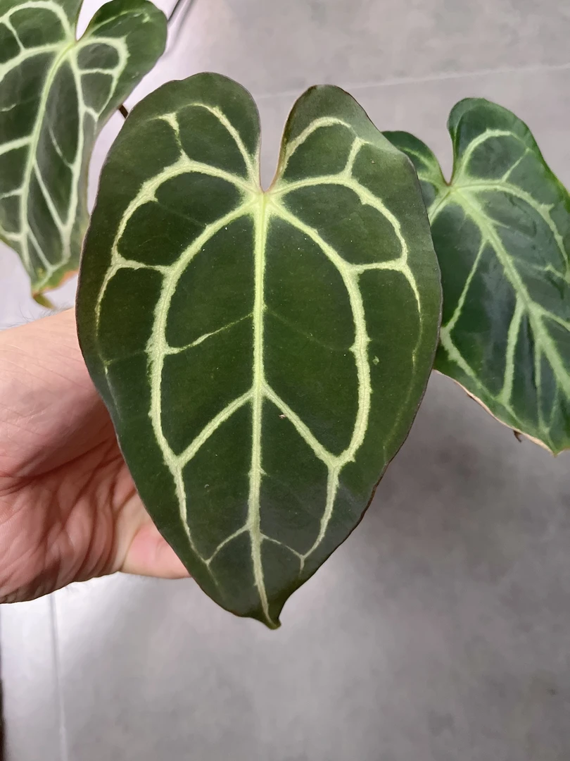 【卡拉2】天南星科 热带植物