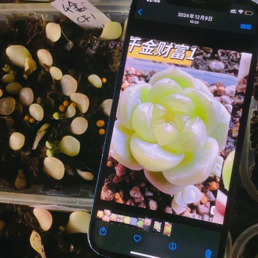 千金C F1 芝麻苗一个满25包邮