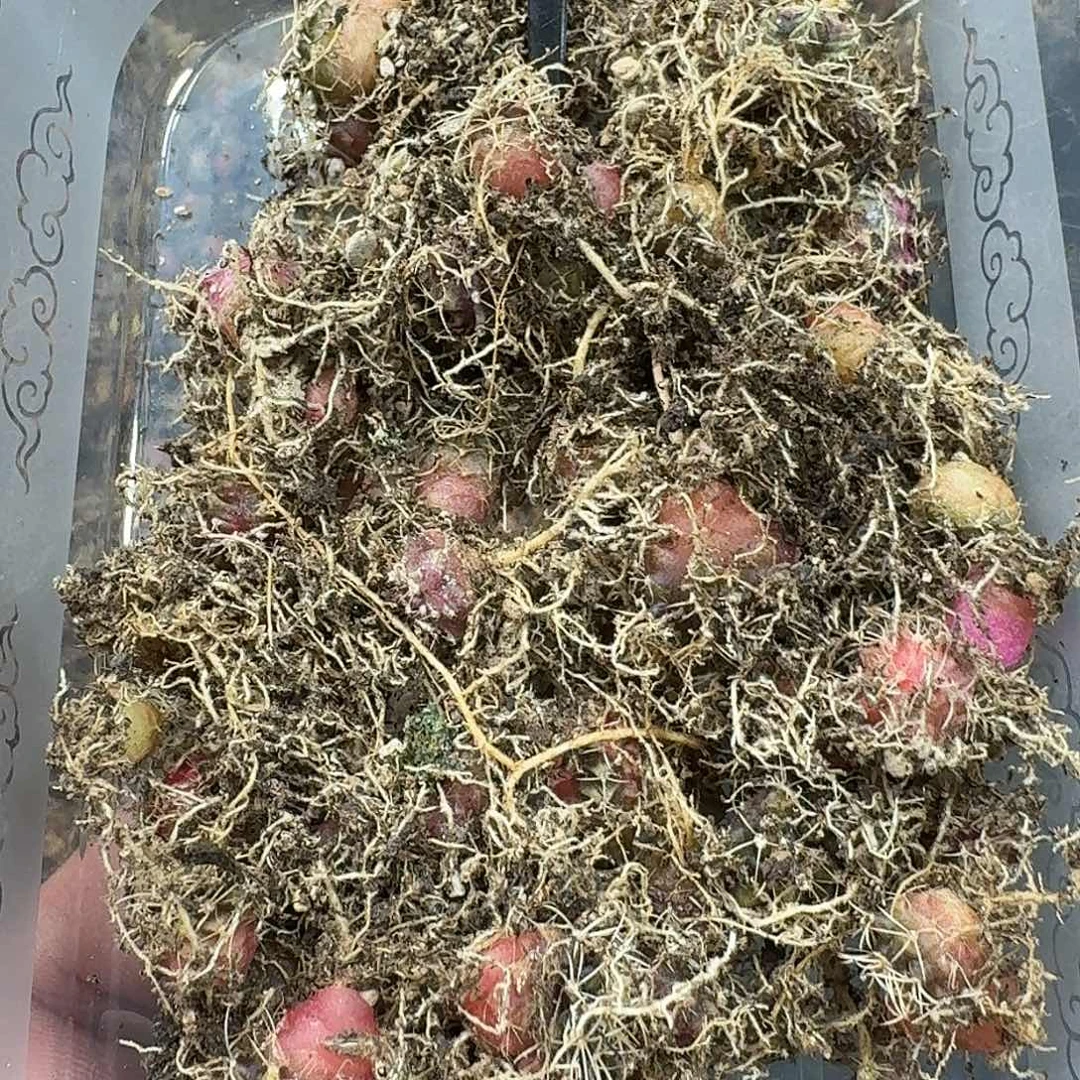 米哈实生自然锦107
