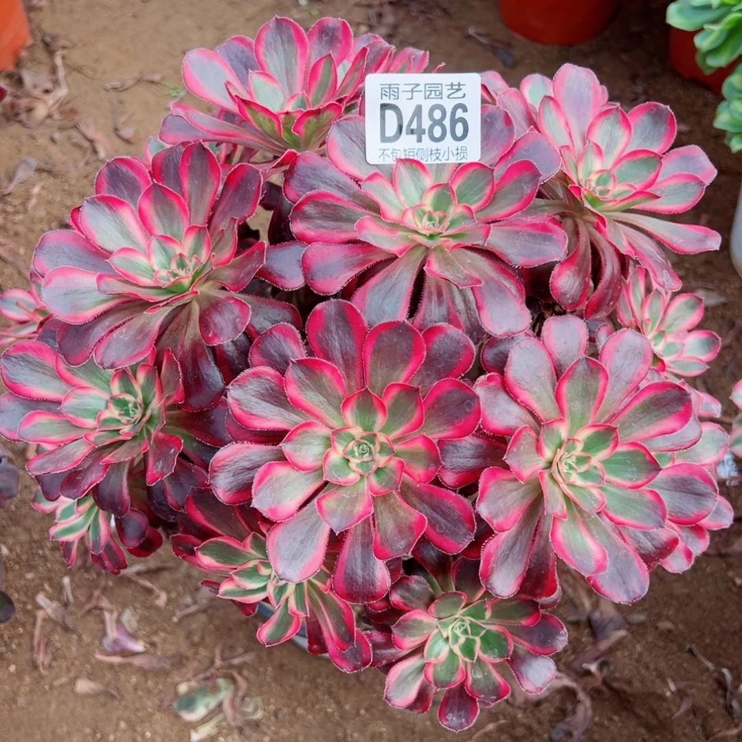 486丽娜雨子多肉植物