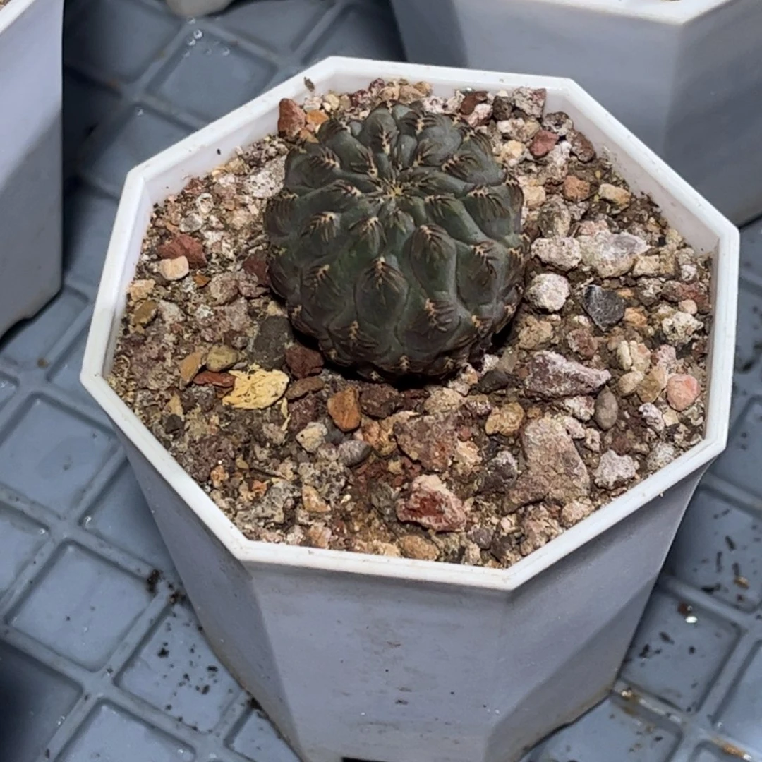 实生沟宝带盆发货