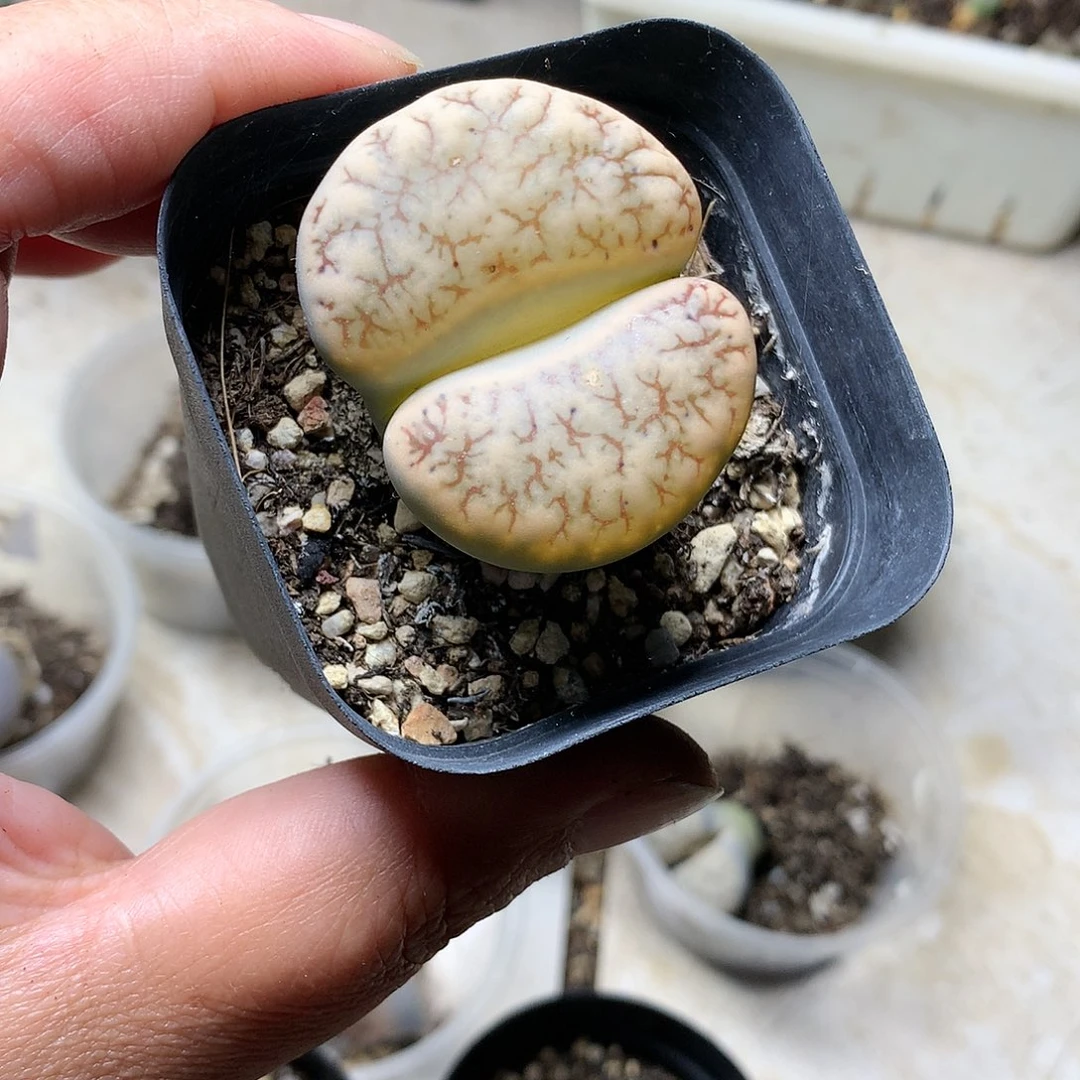 大****瓜A413多肉植物保护