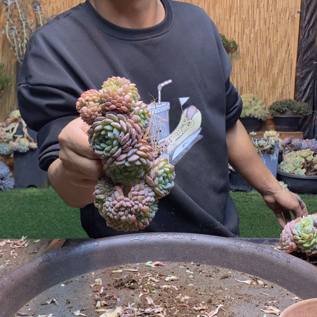 鱼*酱405 号白胖子多肉