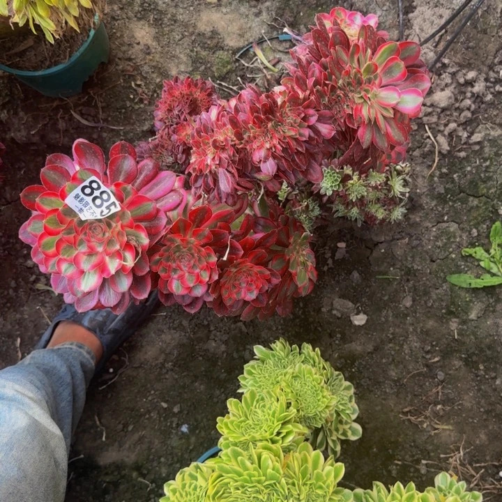 七***花香奈儿花30-30包邮花花