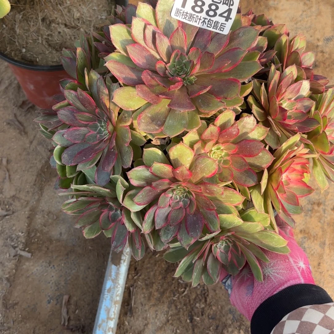 N. 1884莲花座多肉1？ded