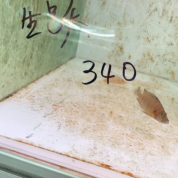海水鱼袋内包损 观赏鱼