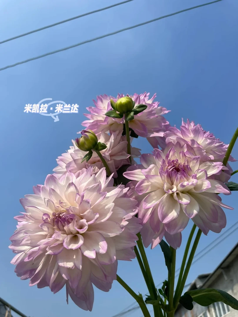 （米凯拉，米兰达）进口大丽花种球