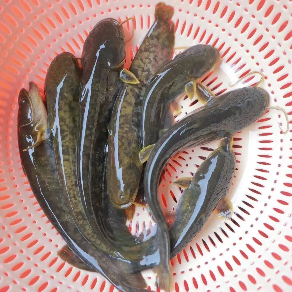 南方大口鲶鱼苗淡冷水养殖二须胡子鲶大型冷水鱼包邮鲶鱼土鲶鱼苗