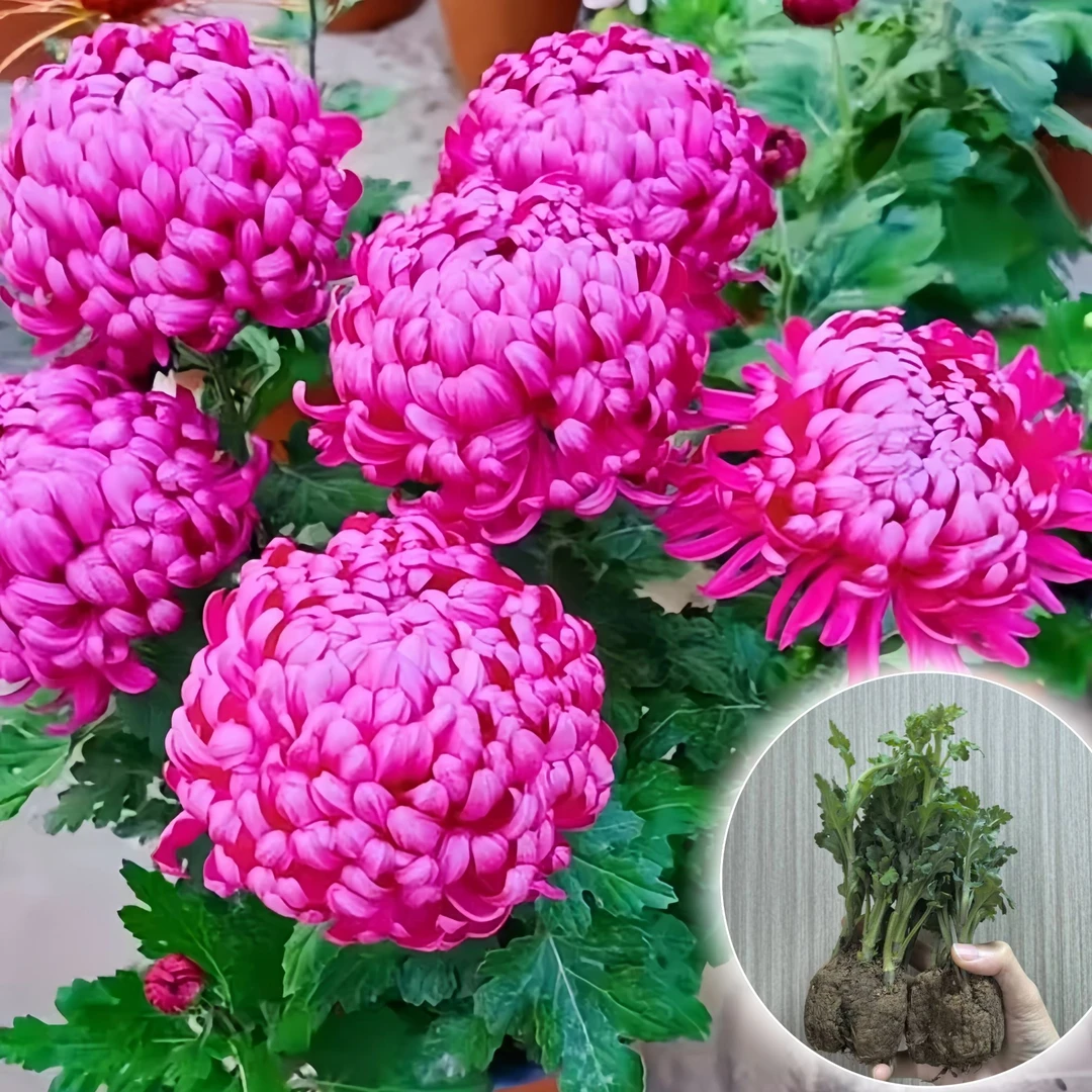 【紫绣球】菊花苗紫气东来开花艳丽花期长耐热耐寒易成活秋菊春菊