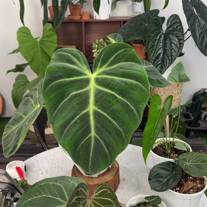 不开花植物奢华蔓绿绒