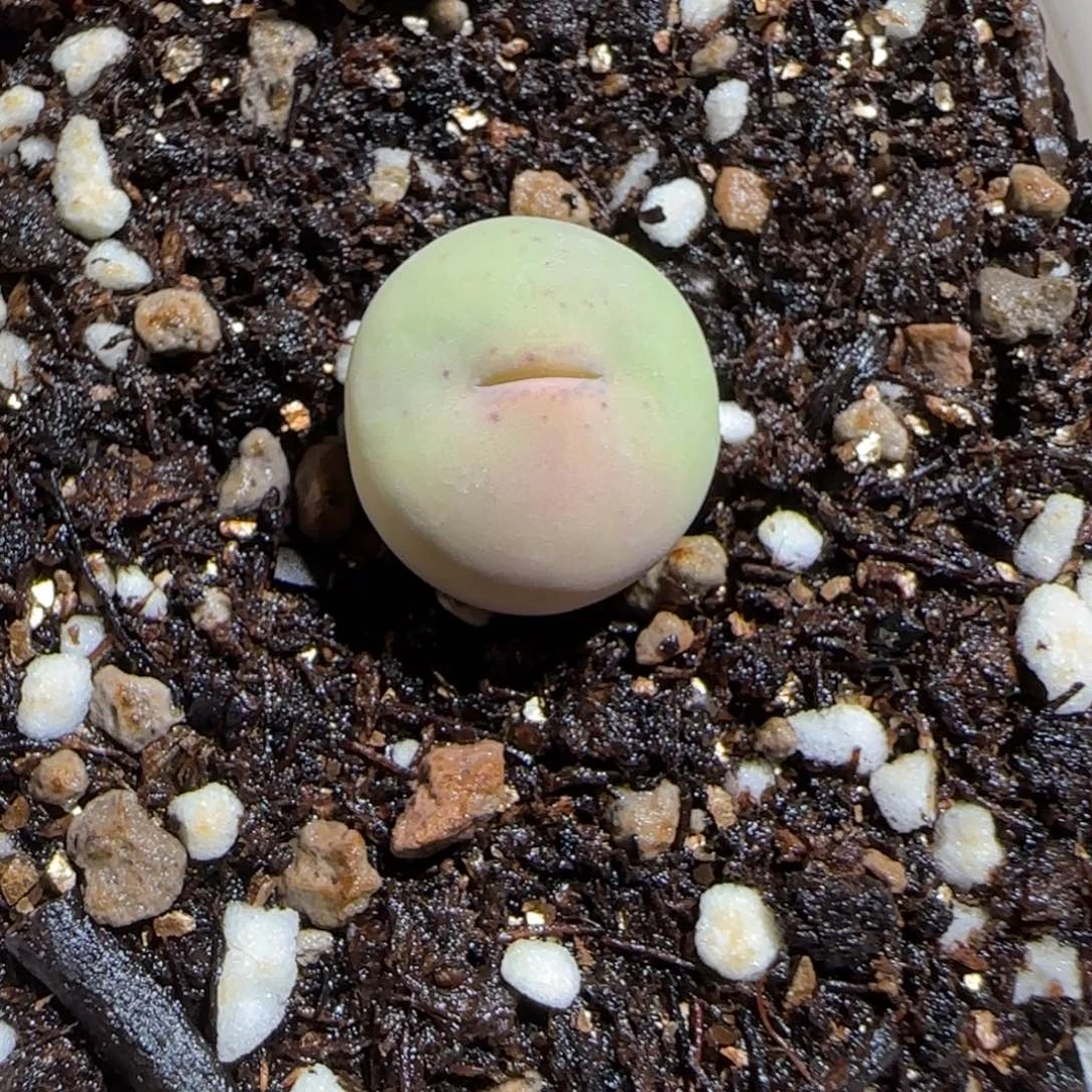 肉锥多肉植物组合-P嘴388