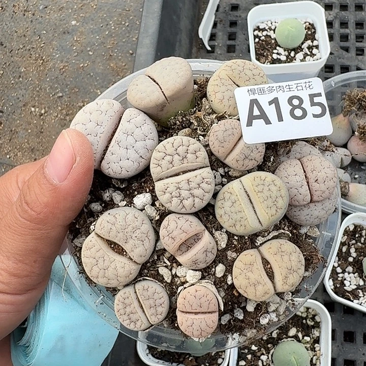 185多肉植物多肉植物