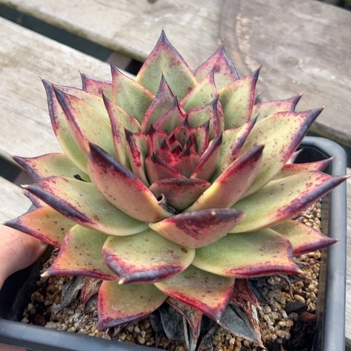 黄皮杂交1111111111