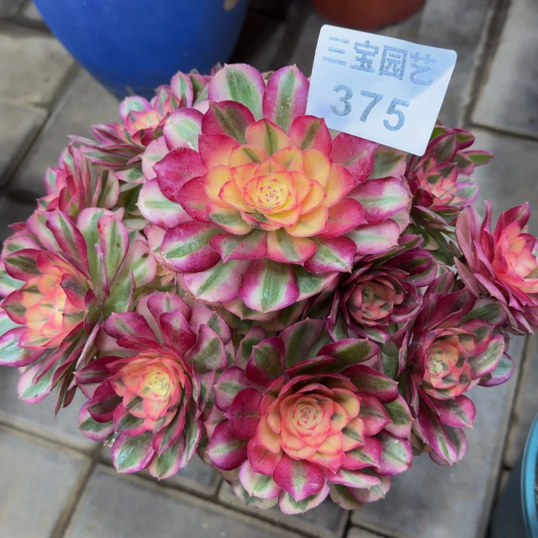 匆*多肉植物375倾城