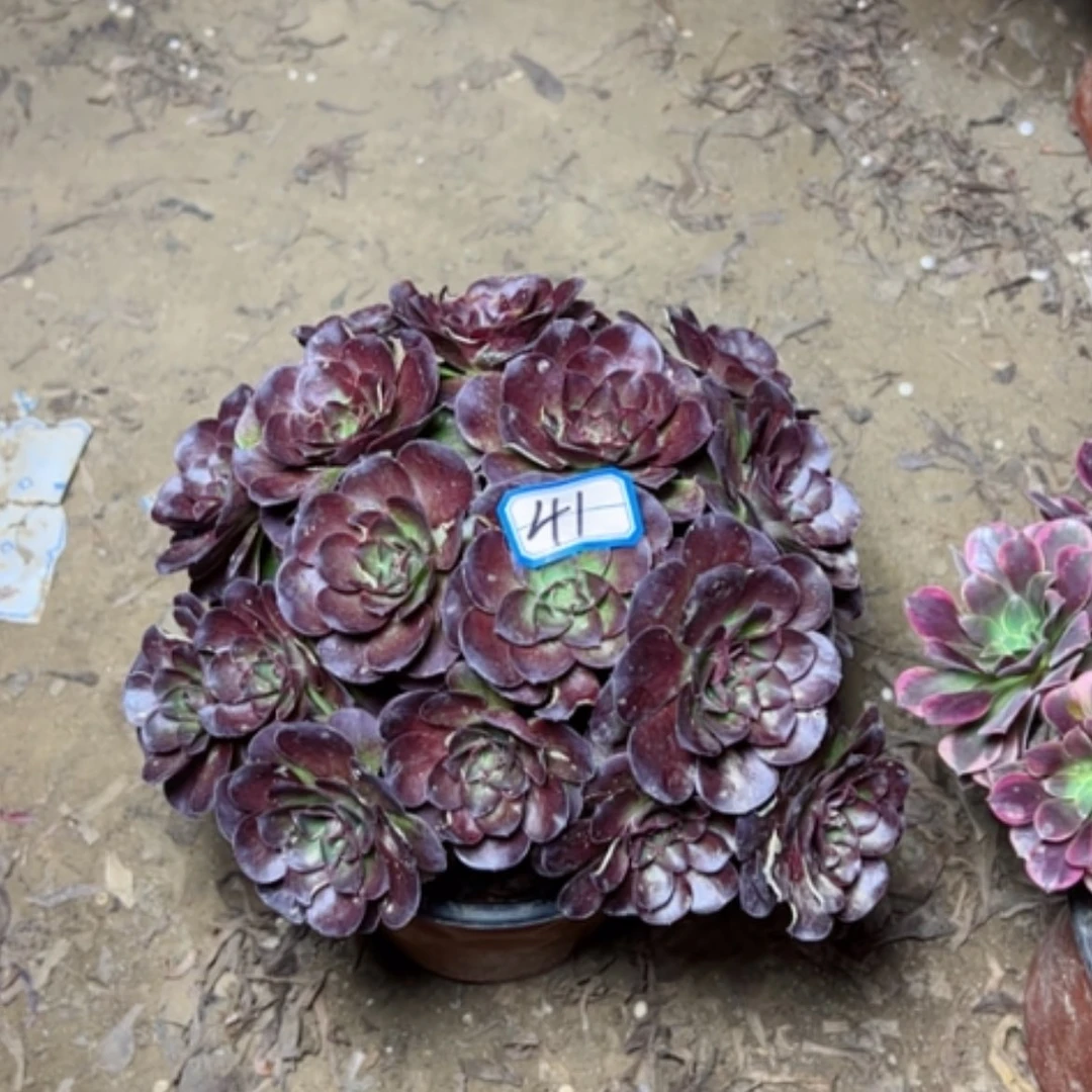 【闪购商品】?***过魅金41