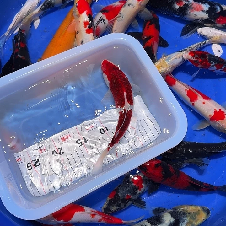 小***家海水个欢欢喜喜过日子了